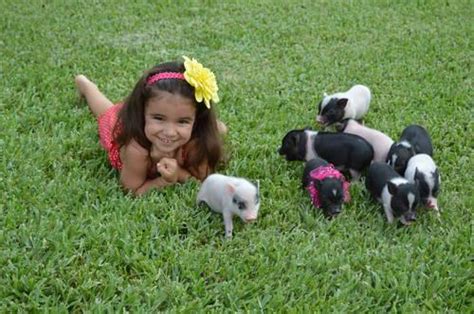 Adorable Micro Blue Eyed Mini Pot Belly Piglets Tcup Pigspiggies For