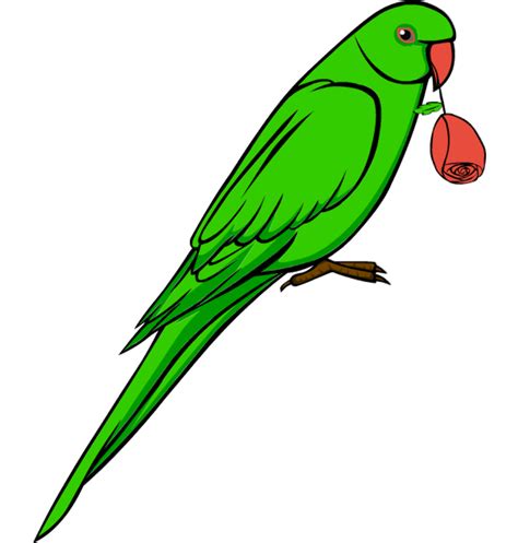 Download High Quality Parrot Clipart Realistic Transparent Png Images