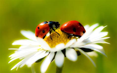 Two Ladybugs On A Flowers Beautiful Macro Wallpaper