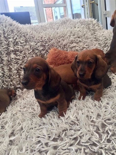 Puppyfinder.com is proud to be a part of the online adoption community. Beautiful Miniature Dachshund Puppies ready FOR SALE ...