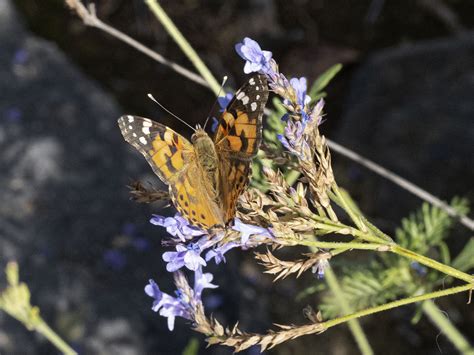 Vanessa Cardui Linnaeus 1758