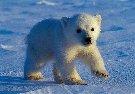 So Cute Cute Baby Polar Bear Baby Polar Bears