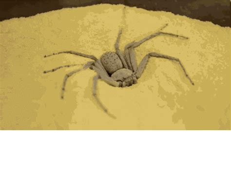 The Worlds Most Dangerous Spiders Warning Graphic Images Cbs News