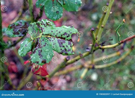 Plant Disease Black Spot On Rose`s Leaf Fungal Disease Stock Image