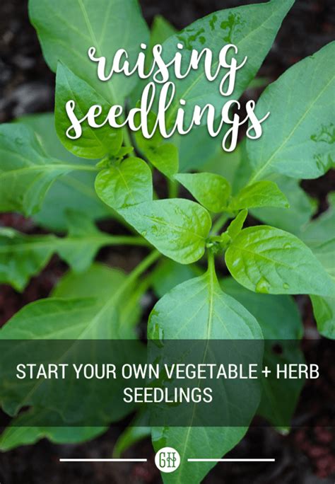 Raising Seedlings Guide Growing Home