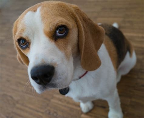 We just recently bought her for our kids but unfortunately it looks like our daughter is quite allergic to dogs and therefore we. Where can I get a beagle puppy in Chennai? What will be ...