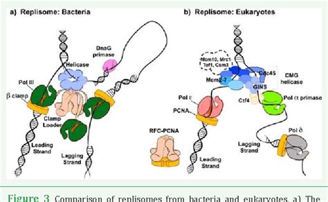 figure 3 from bacterial and eukaryotic replisome machines semantic scholar