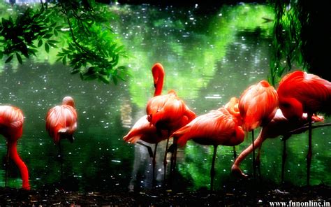 🔥 46 Pink Flamingo Wallpaper Wallpapersafari