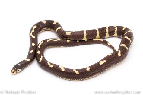 California Kingsnake Outback Reptiles