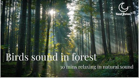 Forest Bird Singing Relax Sound Nature Body And Soul Meditation