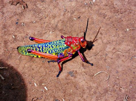 Meet My Psychedelic Pet Cricket Who Followed Me Around Outside My Hut