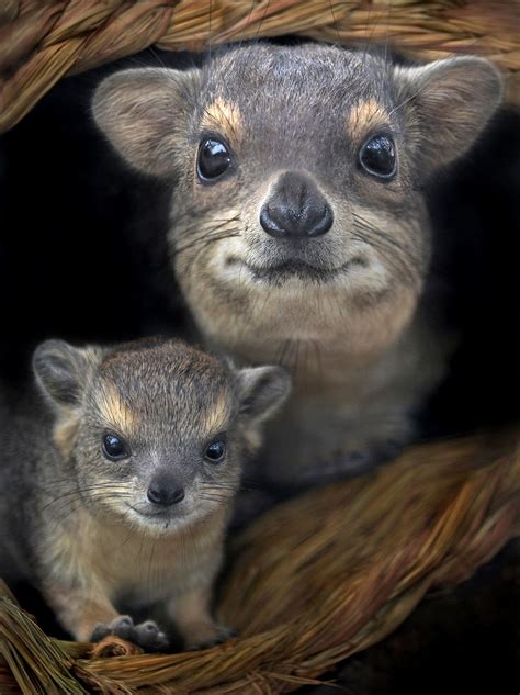 Many people prefer small mammals such as mice, rabbits, gerbils, hamsters and guinea pigs as pets because they are smaller. A week-old Small Toothed Hyrax sits under the watchful eye ...