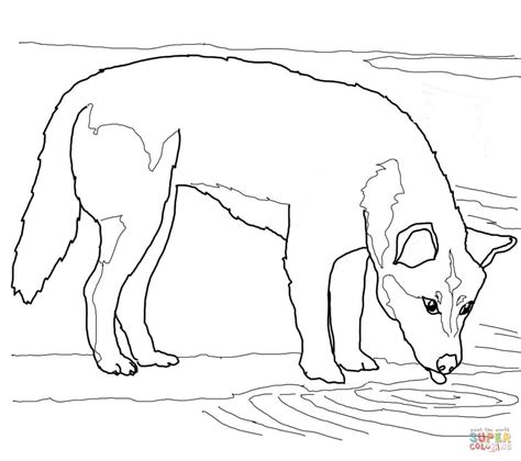 Download Dibujo de Dingo Bebiendo Agua para colorear | Dibujos para colorear imprimir gratis
