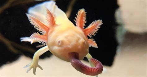 Baby Axolotl Price