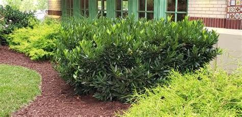 It will grow most rapidly in richer, moist soil, but established plants are very drought the otto luyken cherry laurel is not just an ordinary plant. Otto Luyken Cherry Laurel Prunus laurocerasus Otto Luyken ...