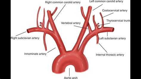 This Diagram Shows The Aorta And The Major Parts Are Labeled Aorta