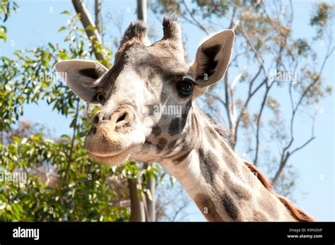 Giraffe At San Diego Zoo Balboa Park California Usa Stock Photo Alamy