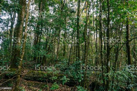 Tropical Rainforests In Yunnan China Stock Photo Download Image Now