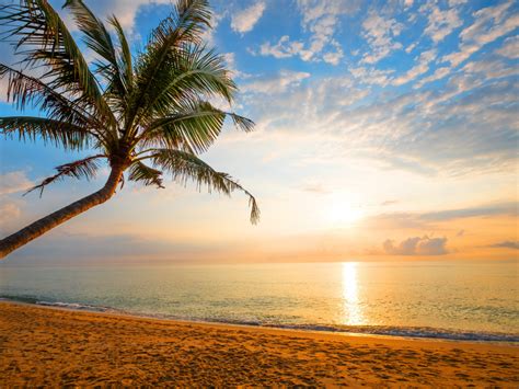 Palm Tree Sand Beach Sunny Day Holiday Wallpaper Hd Image Picture