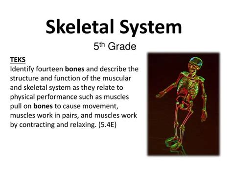 Ppt Skeletal System Powerpoint Presentation Free Download Id2425094