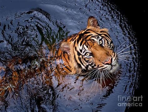 Tiger Swim Photograph By Robert Cinega Fine Art America