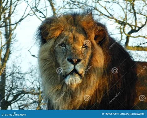 Male African Lion Enjoying A Day In The Sun Stock Photo Image Of