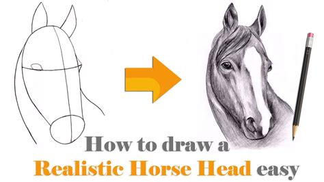 Online Classes How To Draw A Realistic Horse Head Easy Step By Step