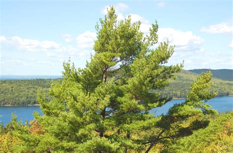 Learn The Pros And Cons Of Growing Eastern White Pine