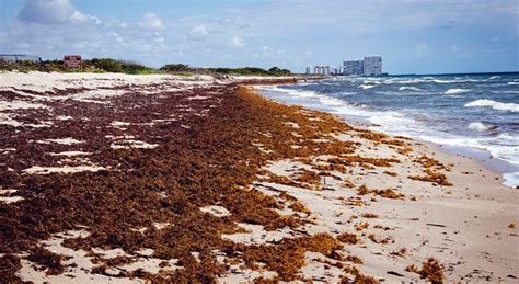 giant seaweed blob heading for florida could contain flesh eating bacteria orlando orlando