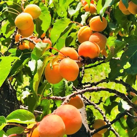 The Best Stone Fruit Trees Collection Pack Of Four Peach Plum
