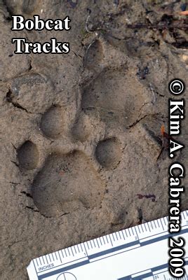 A skillful tracker is one who can effortlessly discern the type of animal with minimal spoor. Animal Tracks - Bobcat Track Photos (Felis rufus or Lynx rufus) Page 5