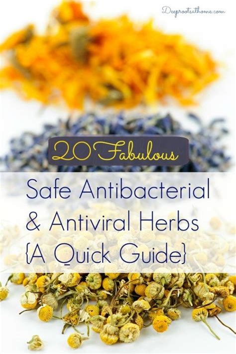 However, they differ in their treatment. 20 Safe Antibacterial and Antiviral Herbs {A Quick Guide ...