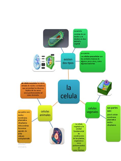 Mapa Mental Pdf Citoplasma Biología Celular