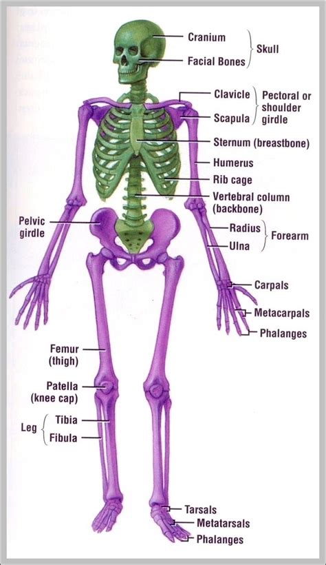 Major Organs Of The Human Body Image Anatomy System Human Body