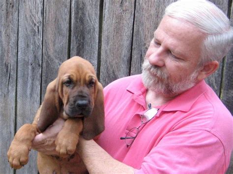 $600 raised in a fenced in backyard and handled daily mother on site. French Bulldog Bloodhound Puppies for Sale Puppy Breeder ...