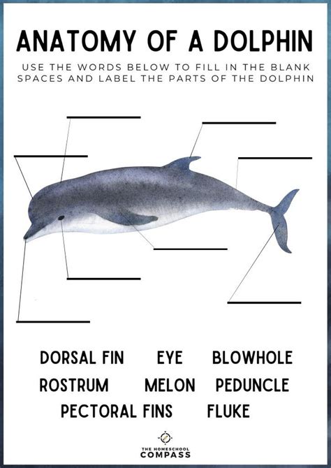 Free Printable Ocean Animals Anatomy Of A Dolphin Ocean Animals