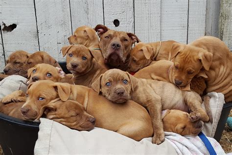 Only about half get adopted. 12 adorable puppies available for adoption from Victoria ...