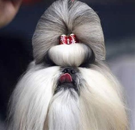 9 Hilarious Dog Haircuts Funcage