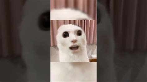 So Wake Me Up When Its All Over Cat Singing Meme Youtube
