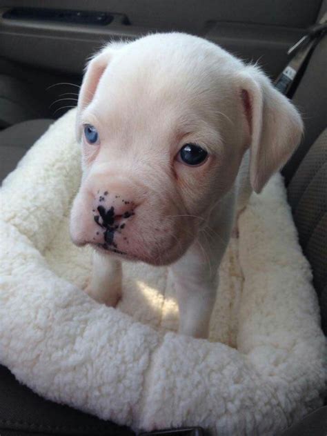 White Boxer Puppy With Blue Eyes Boxer Puppy Boxer Dogs Brindle