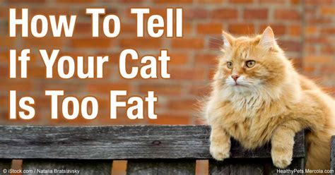 How To Slim Down An Overweight Cat