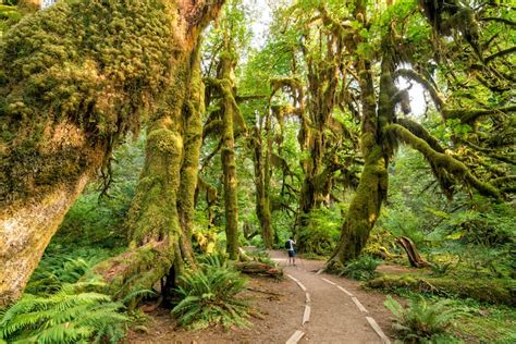 13 Best Hikes In Olympic National Park For All Levels Map