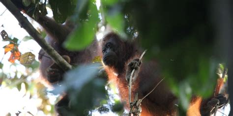 Balancing Palm Oil And Protected Forests To Conserve Orangutans Ehn