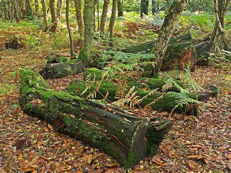 Moss Covered Logs On The Forest Floor Photograph By Gill Billington