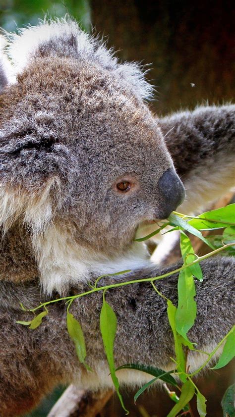 Koala Iphone Wallpapers Top Free Koala Iphone Backgrounds