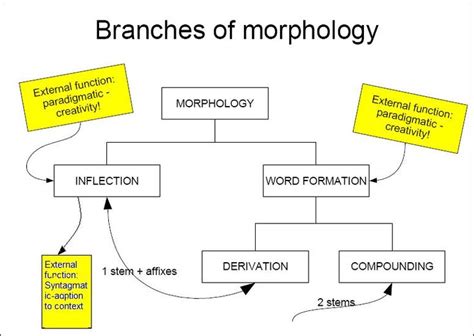 This Morphology Chart Will Help Teachers Understand The Different Ways