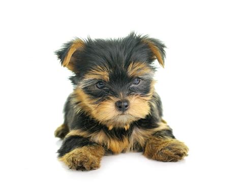 Premium Photo Yorkshire Terrier In Front Of A White Background