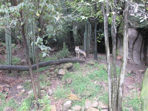 Mexican Wolf Exhibit Chapultepec Zoo Zoochat