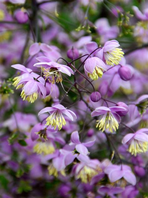 Thalictrum Splendide Ubicaciondepersonascdmxgobmx