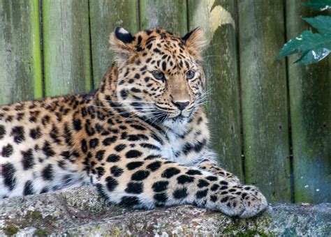 Amur Leopard Amur Leopard At Marwell Zoo Steven Roberts Flickr